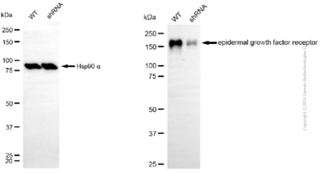 KD-Validated Anti-Epidermal Growth Factor Receptor Mouse Monoclonal Antibody ABG1919