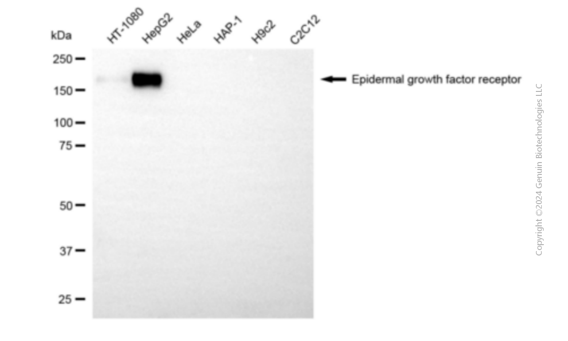 KD-Validated Anti-Epidermal Growth Factor Receptor Mouse Monoclonal Antibody ABG1920