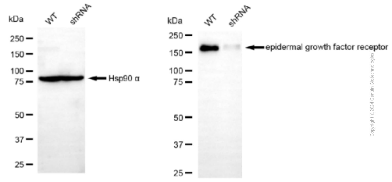 KD-Validated Anti-Epidermal Growth Factor Receptor Mouse Monoclonal Antibody ABG1920