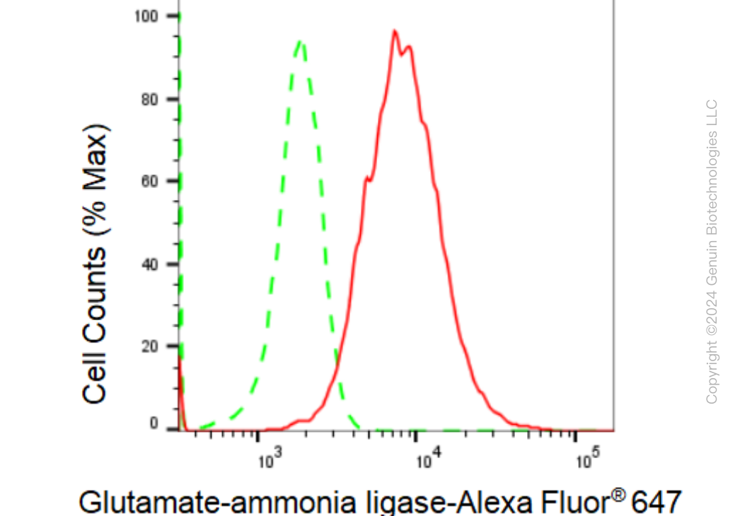 KD-Validated Anti-Glutamate-ammonia ligase Rabbit Monoclonal Antibody ABG1921