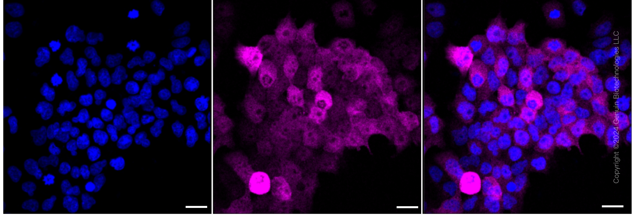 KD-Validated Anti-Glutamate-ammonia ligase Rabbit Monoclonal Antibody ABG1921
