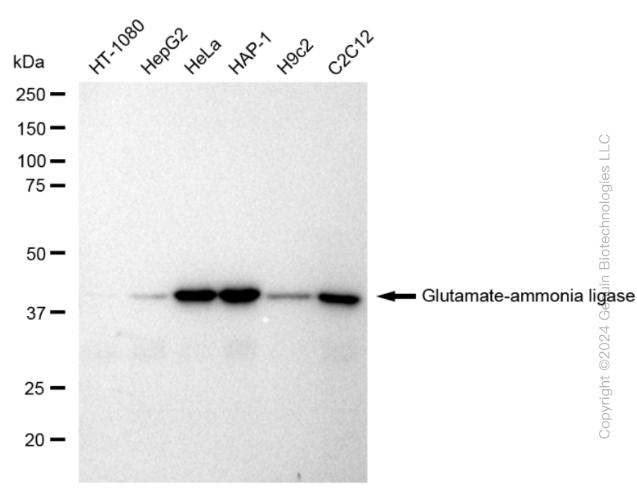 KD-Validated Anti-Glutamate-ammonia ligase Rabbit Monoclonal Antibody ABG1921