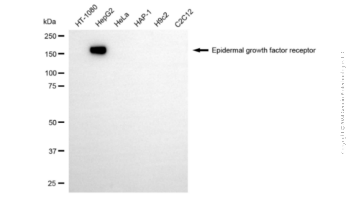 KD-Validated Anti-Epidermal Growth Factor Receptor Mouse Monoclonal Antibody ABG1922