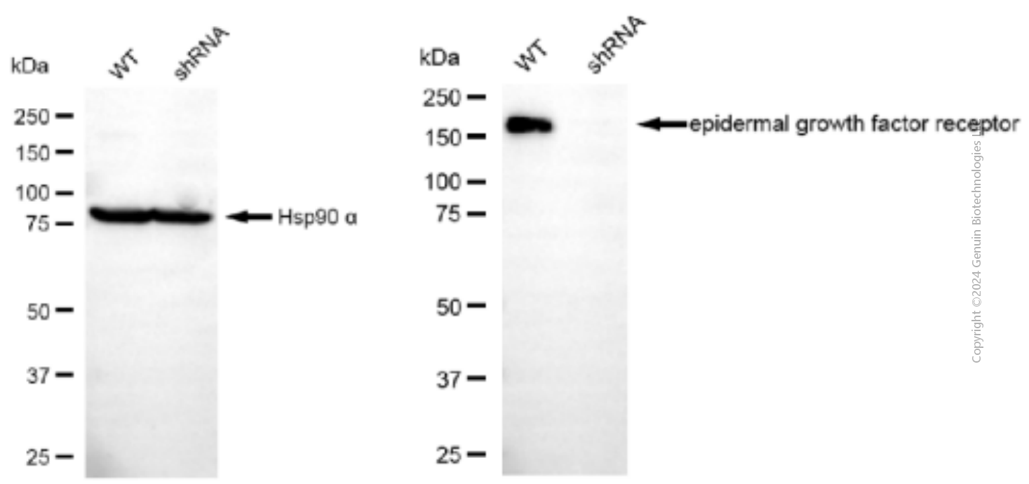 KD-Validated Anti-Epidermal Growth Factor Receptor Mouse Monoclonal Antibody ABG1922