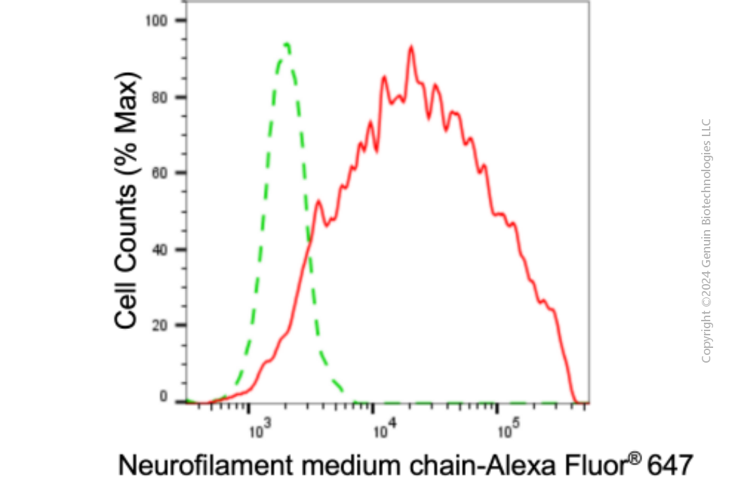KD-Validated Anti-NEFM Mouse Monoclonal Antibody ABG1923