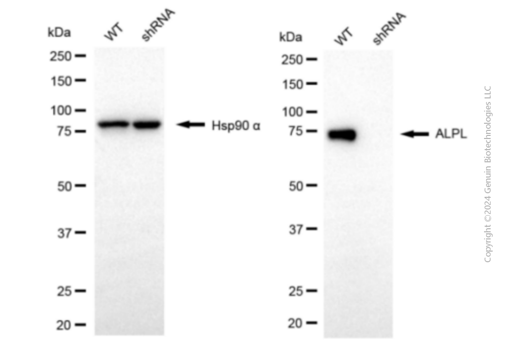 KD-Validated Anti-ALPL Mouse Monoclonal Antibody ABG1924