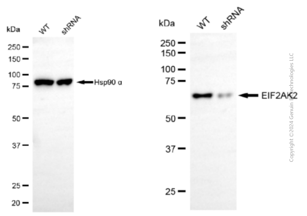 KD-Validated Anti-eIF-2A protein kinase 2 Mouse Monoclonal Antibody ABG1925