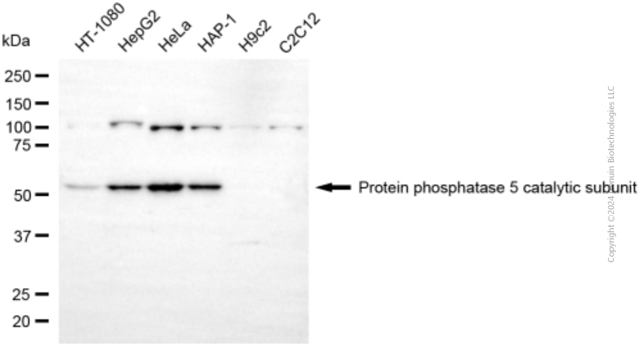 KD-Validated Anti-PPP5C Mouse Monoclonal Antibody ABG1926