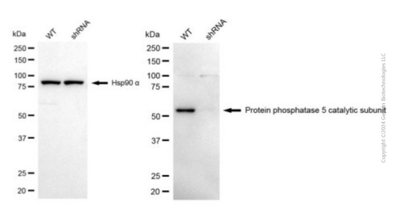 KD-Validated Anti-PPP5C Mouse Monoclonal Antibody ABG1926