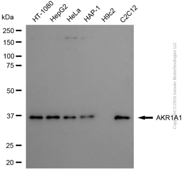 KD-Validated Anti-AKR1A1 Mouse Monoclonal Antibody ABG1927