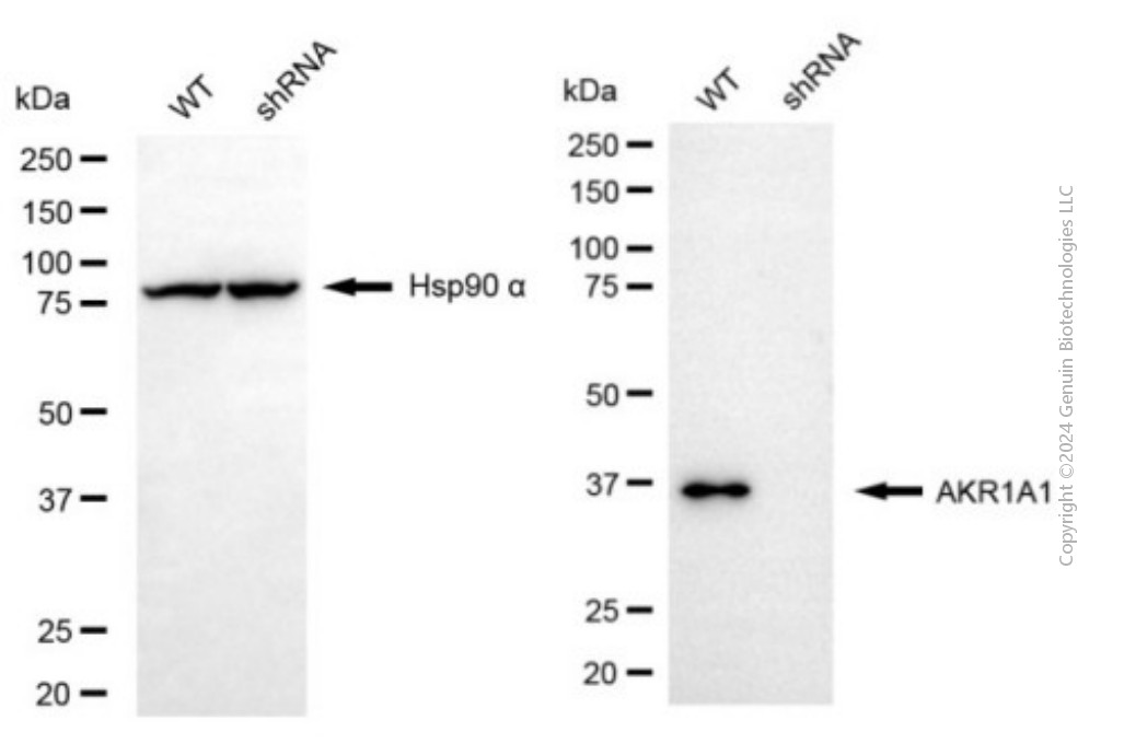 KD-Validated Anti-AKR1A1 Mouse Monoclonal Antibody ABG1927
