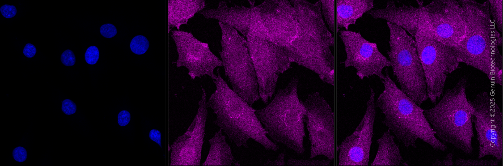KD-Validated Anti-Annexin A1 Mouse Monoclonal Antibody ABG1929