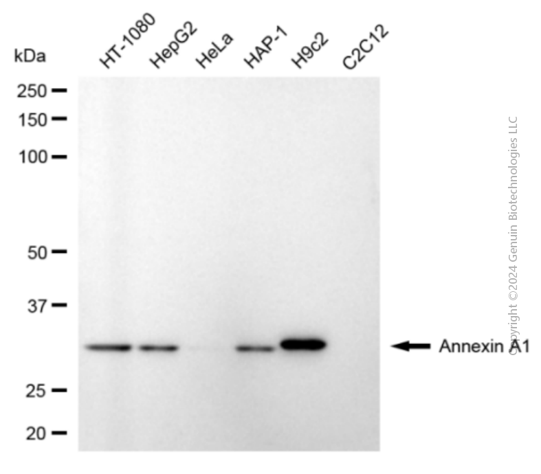 KD-Validated Anti-Annexin A1 Mouse Monoclonal Antibody ABG1929