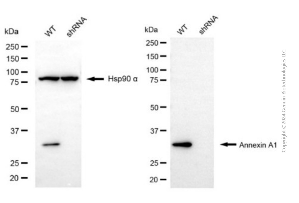 KD-Validated Anti-Annexin A1 Mouse Monoclonal Antibody ABG1929
