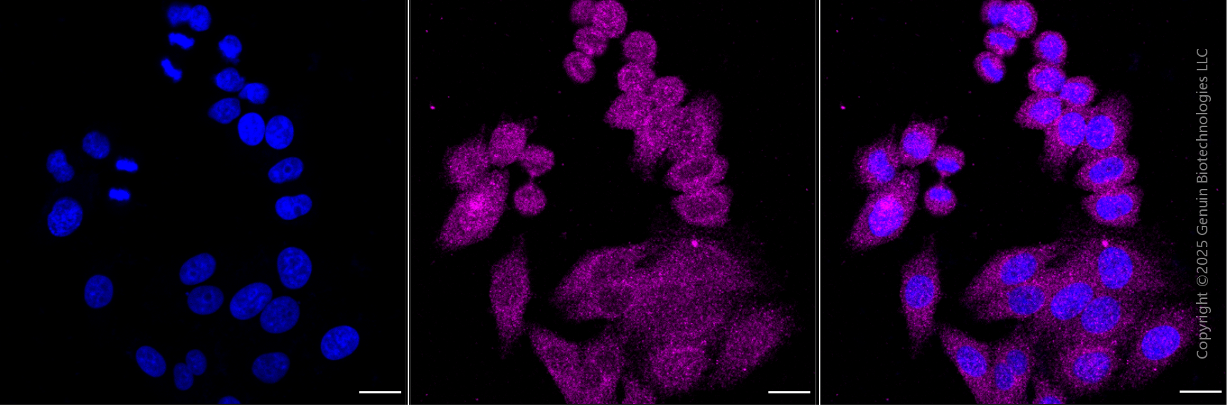 KD-Validated Anti-ARHGDIA Mouse Monoclonal Antibody ABG1930