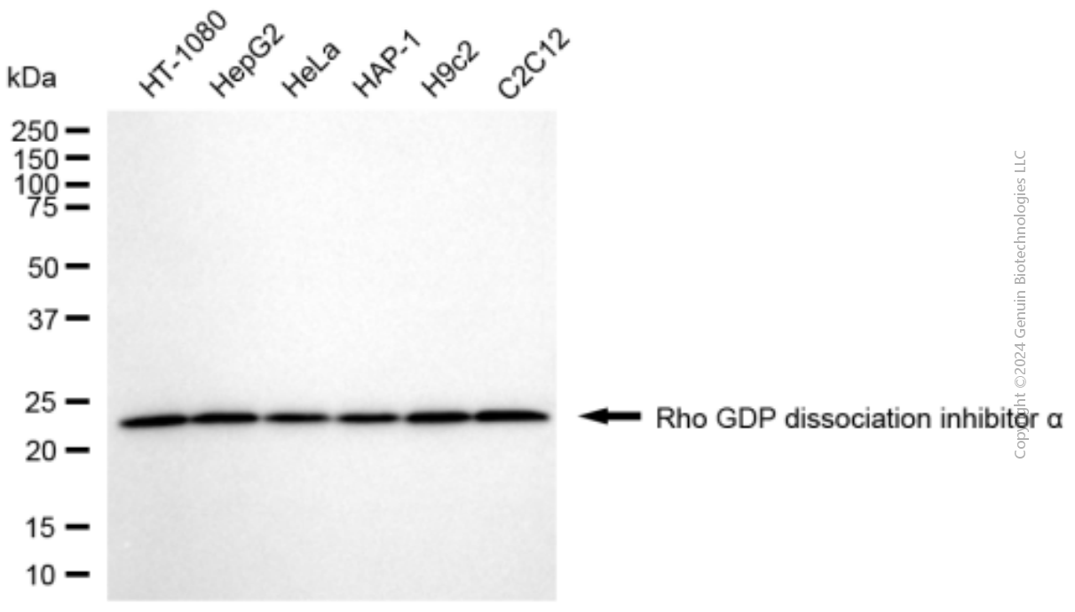 KD-Validated Anti-ARHGDIA Mouse Monoclonal Antibody ABG1930