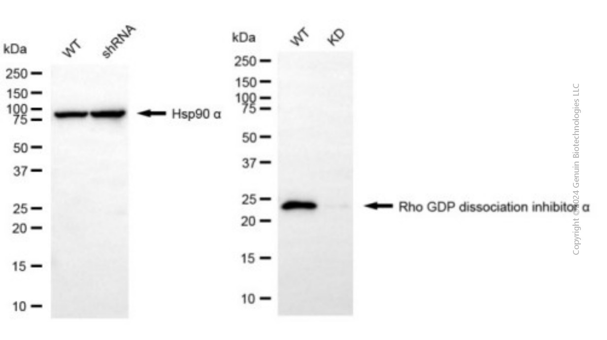 KD-Validated Anti-ARHGDIA Mouse Monoclonal Antibody ABG1930