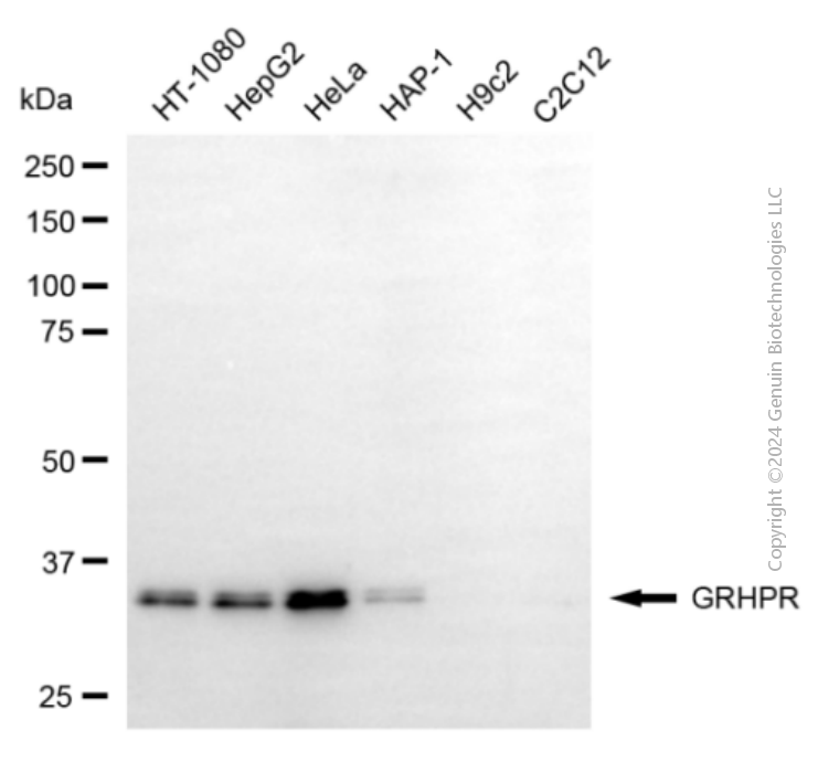 KD-Validated Anti-GRHPR Mouse Monoclonal Antibody ABG1931