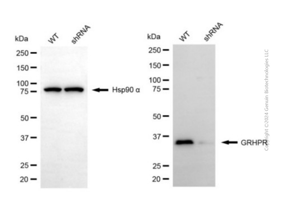 KD-Validated Anti-GRHPR Mouse Monoclonal Antibody ABG1931