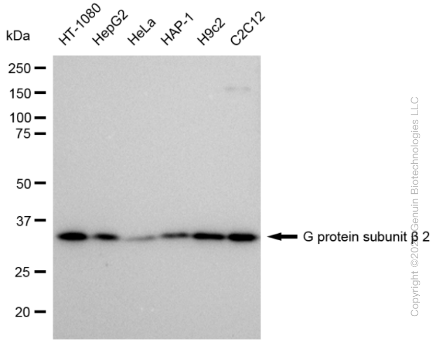 KD-Validated Anti-G protein subunit beta 2 Rabbit Monoclonal Antibody ABG1932