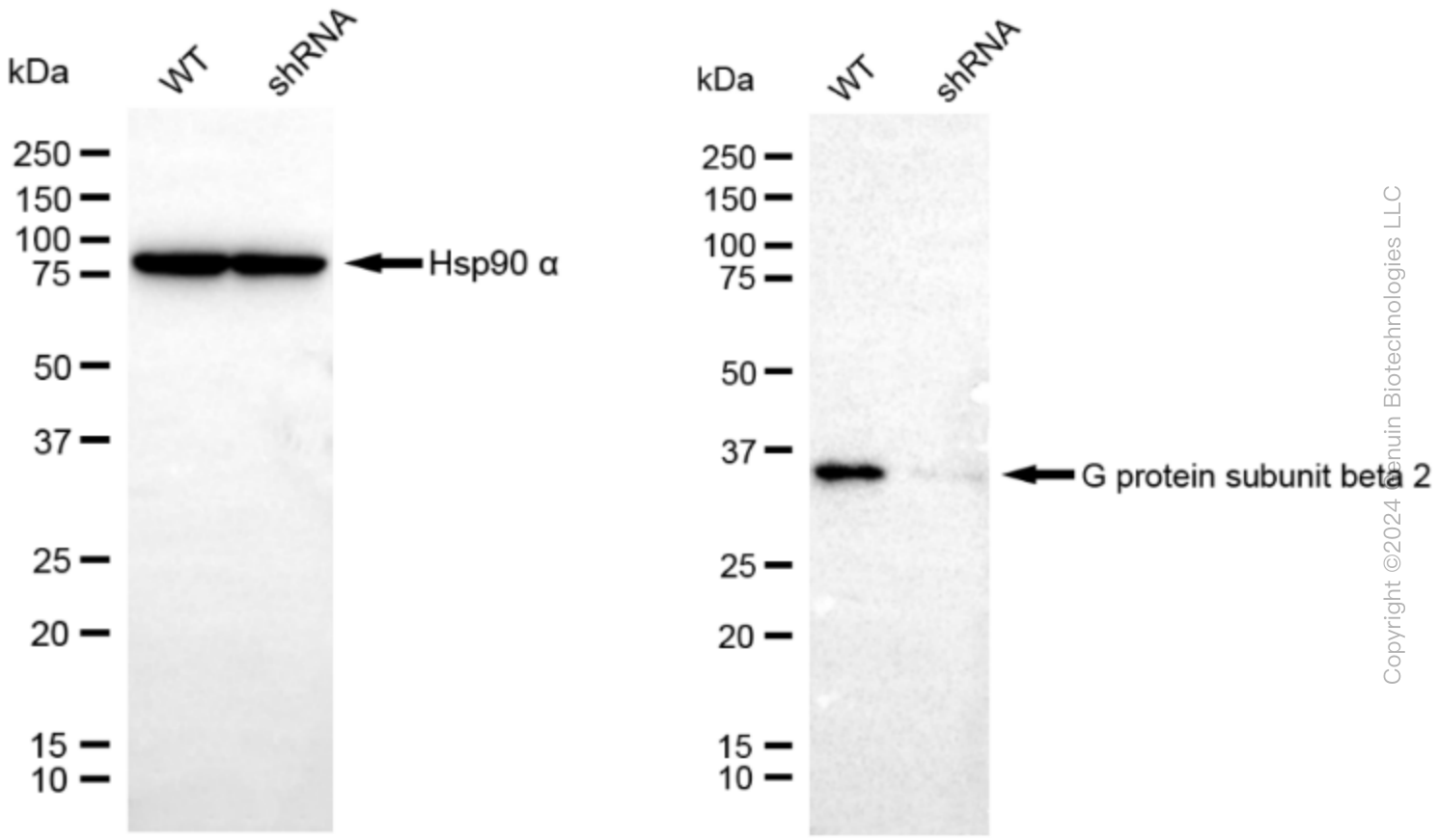KD-Validated Anti-G protein subunit beta 2 Rabbit Monoclonal Antibody ABG1932