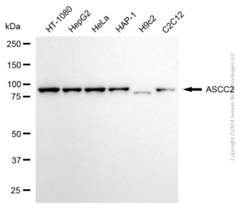 KD-Validated Anti-ASCC2 Mouse Monoclonal Antibody ABG1933