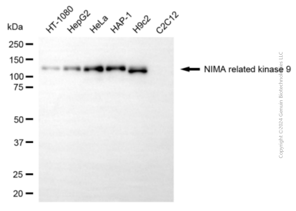 KD-Validated Anti-NIMA Related Kinase 9 Mouse Monoclonal Antibody ABG1934
