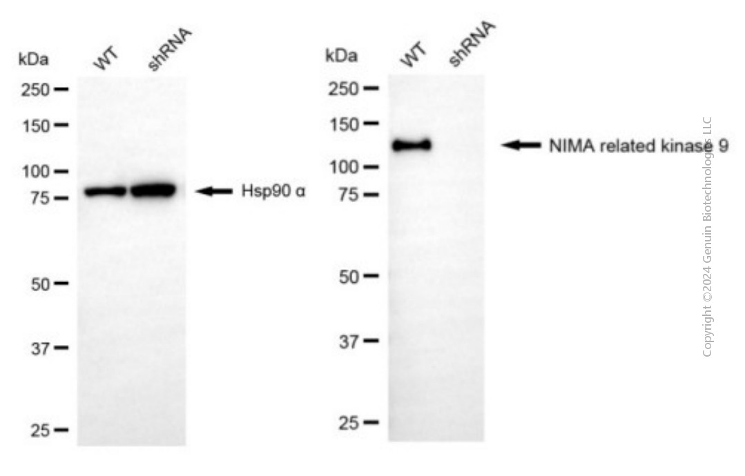 KD-Validated Anti-NIMA Related Kinase 9 Mouse Monoclonal Antibody ABG1934