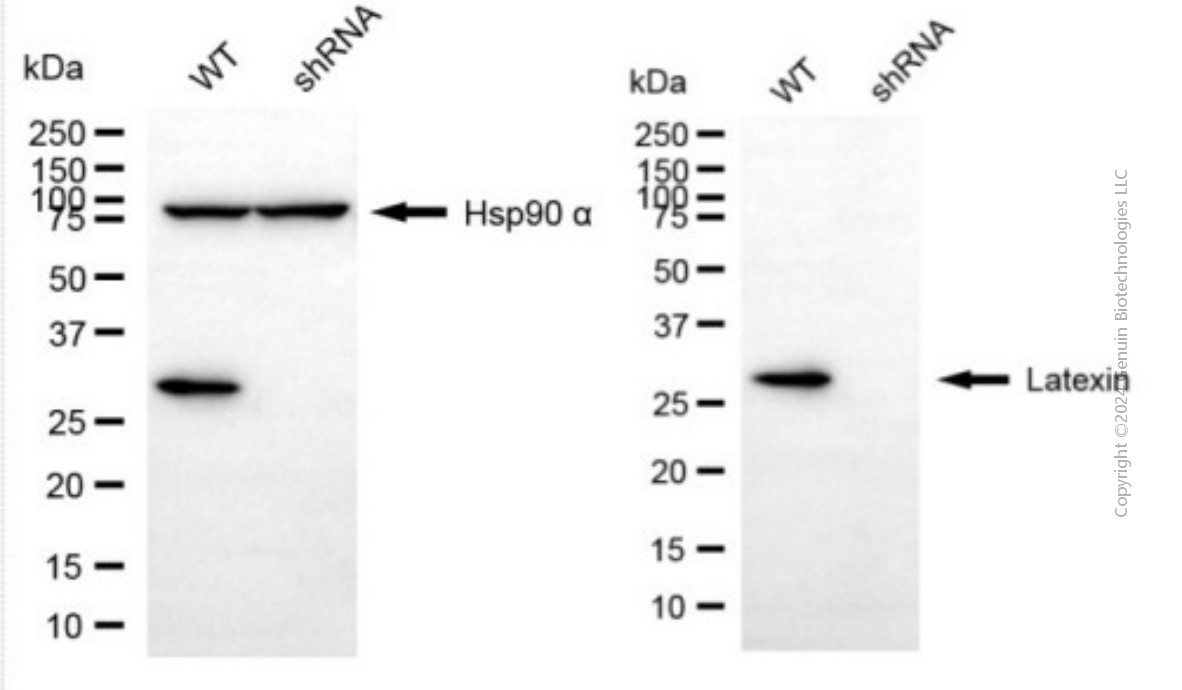 KD-Validated Anti-Latexin Mouse Monoclonal Antibody ABG1935