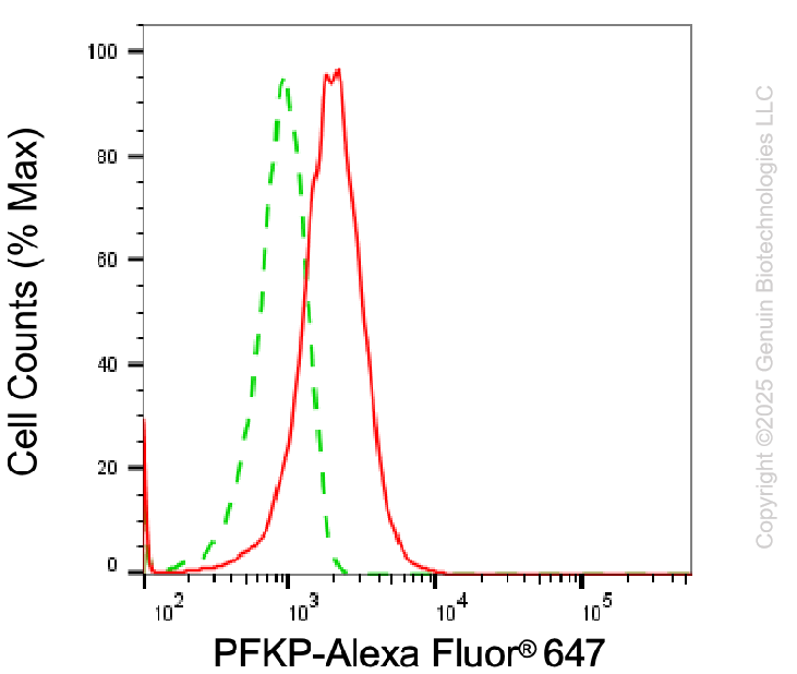 KD-Validated Anti-PFKP Mouse Monoclonal Antibody ABG1936