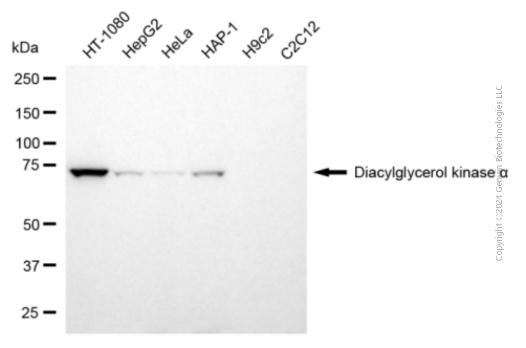 KD-Validated Anti-Diacylglycerol Kinase Alpha Mouse Monoclonal Antibody ABG1938