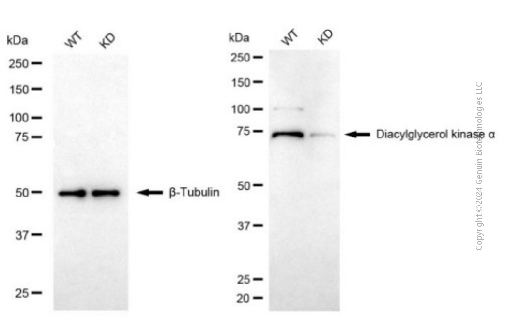 KD-Validated Anti-Diacylglycerol Kinase Alpha Mouse Monoclonal Antibody ABG1938