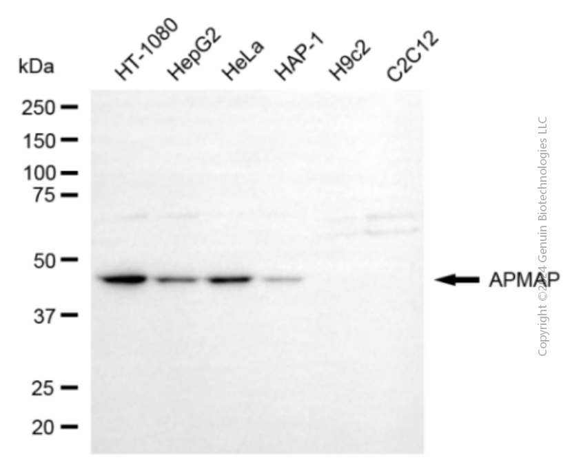 KD-Validated Anti-APMAP Mouse Monoclonal Antibody ABG1939