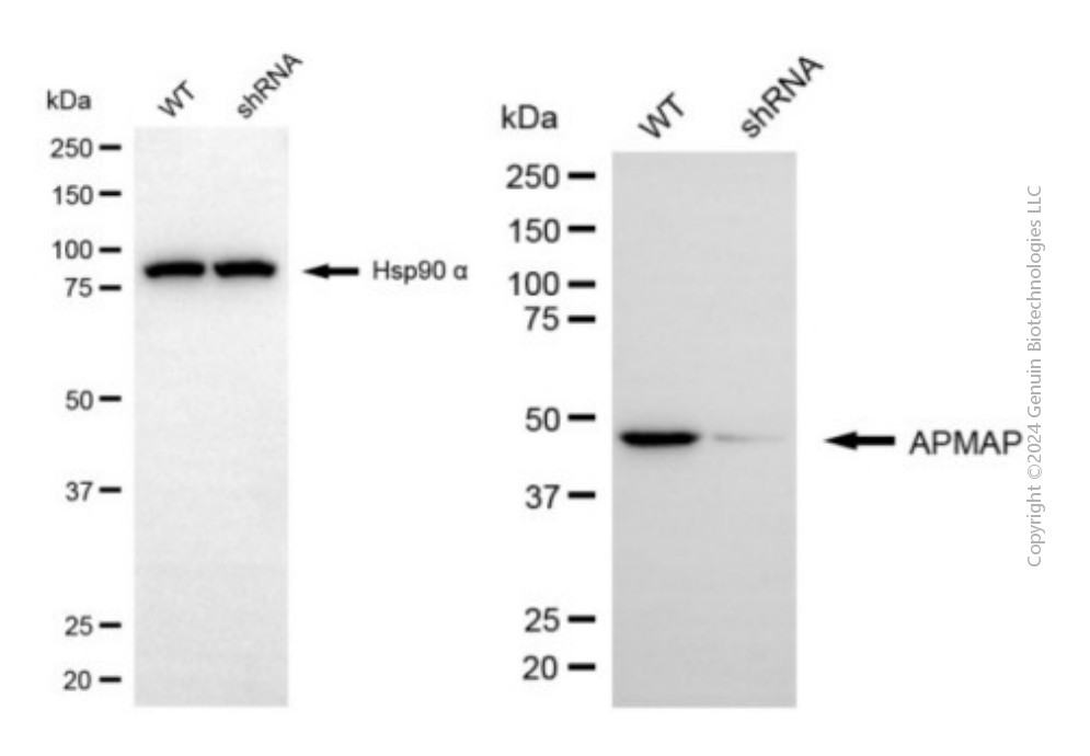 KD-Validated Anti-APMAP Mouse Monoclonal Antibody ABG1939