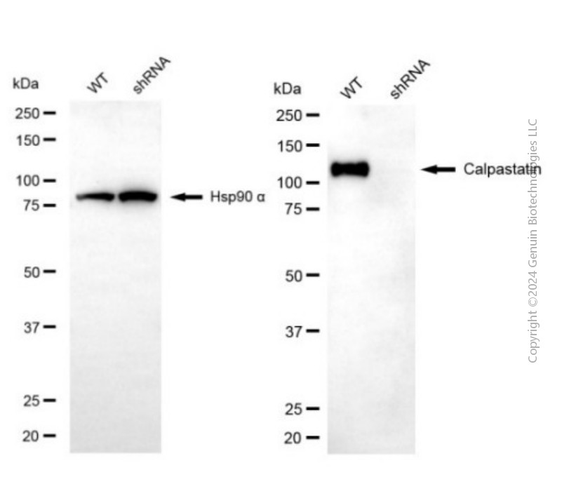 KD-Validated Anti-Calpastatin Mouse Monoclonal Antibody ABG1940