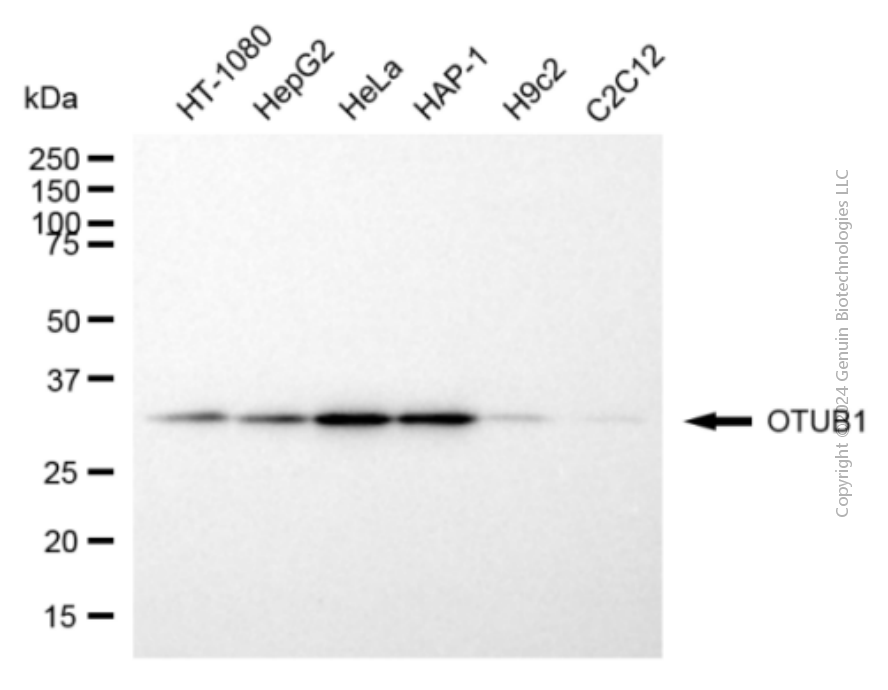 KD-Validated Anti-OTUB1 Mouse Monoclonal Antibody ABG1941