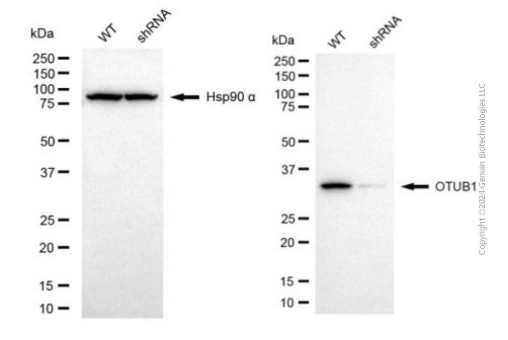 KD-Validated Anti-OTUB1 Mouse Monoclonal Antibody ABG1941
