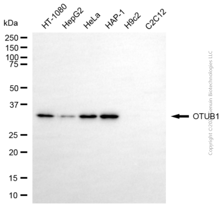 KD-Validated Anti-OTUB1 Mouse Monoclonal Antibody ABG1942