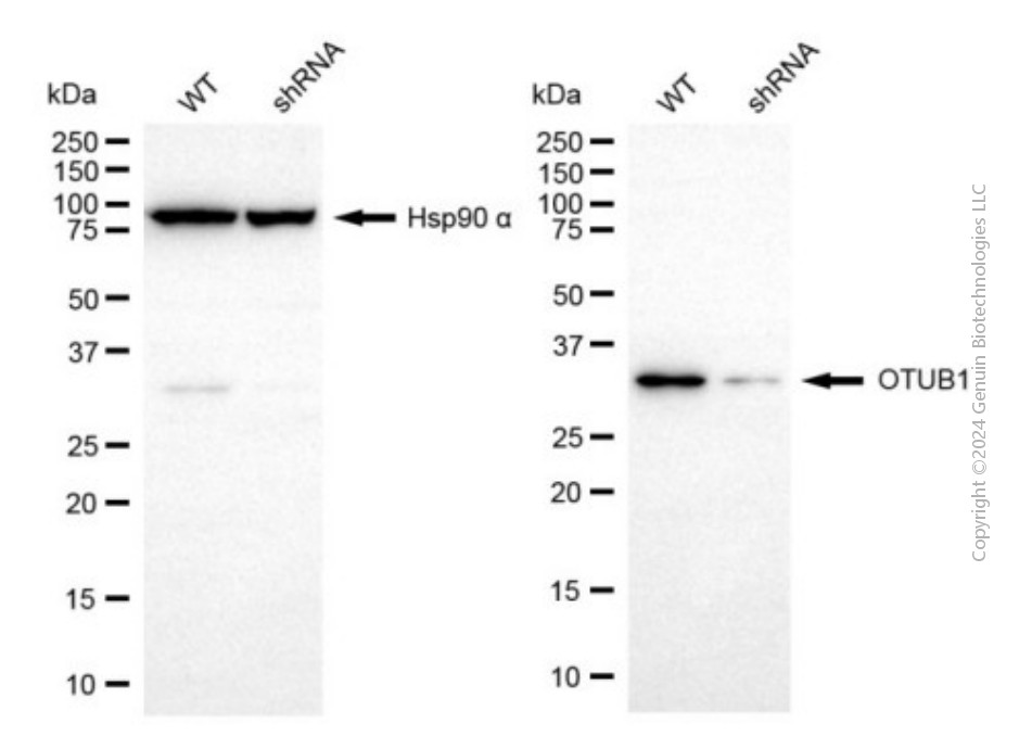KD-Validated Anti-OTUB1 Mouse Monoclonal Antibody ABG1942
