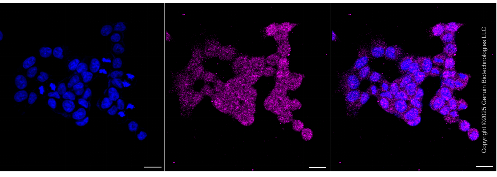 KD-Validated Anti-Chromogranin A Mouse Monoclonal Antibody ABG1943