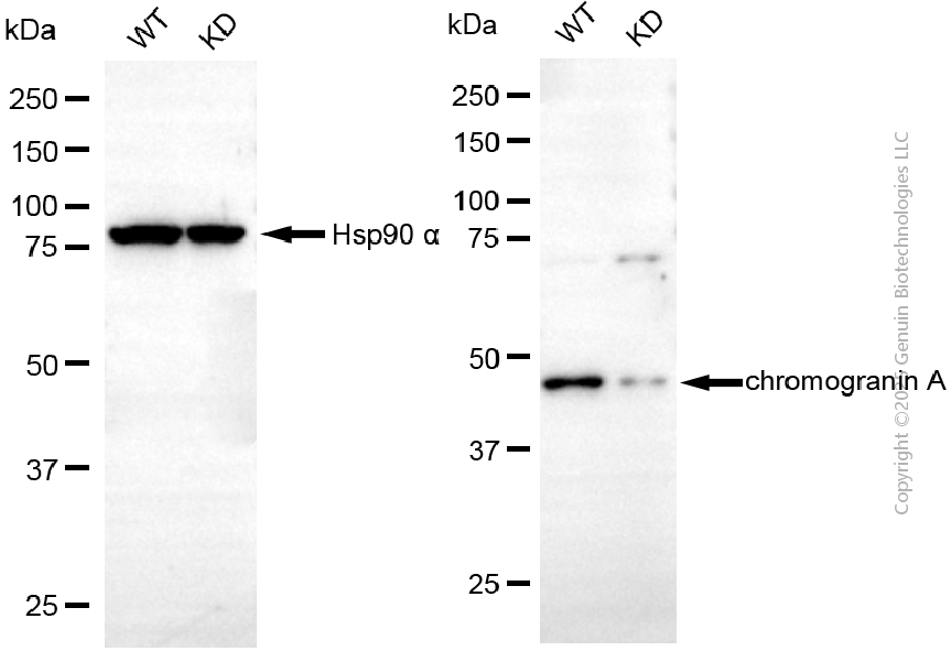 KD-Validated Anti-Chromogranin A Mouse Monoclonal Antibody ABG1943