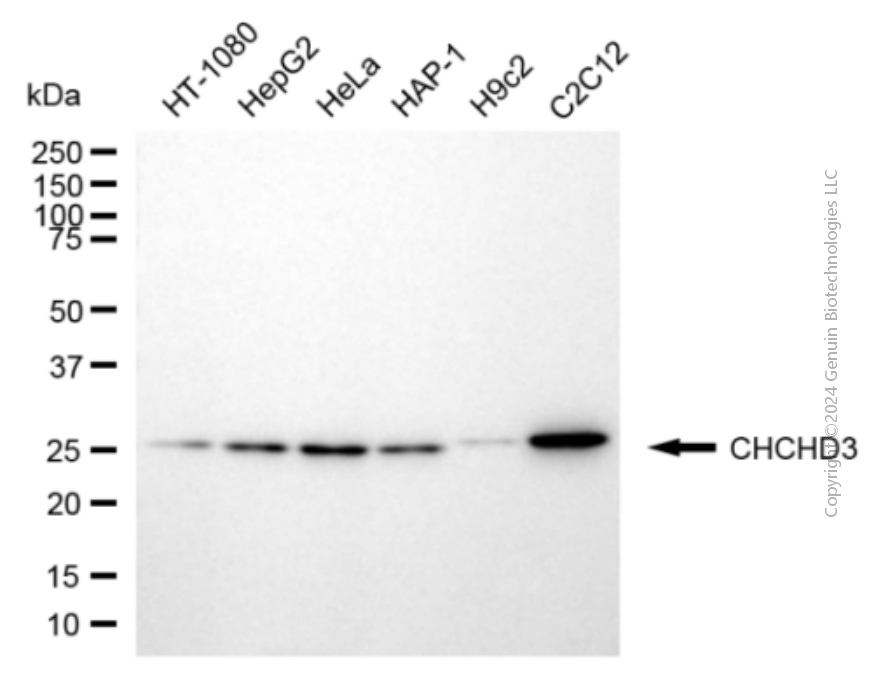 KD-Validated Anti-CHCHD3 Mouse Monoclonal Antibody ABG1946