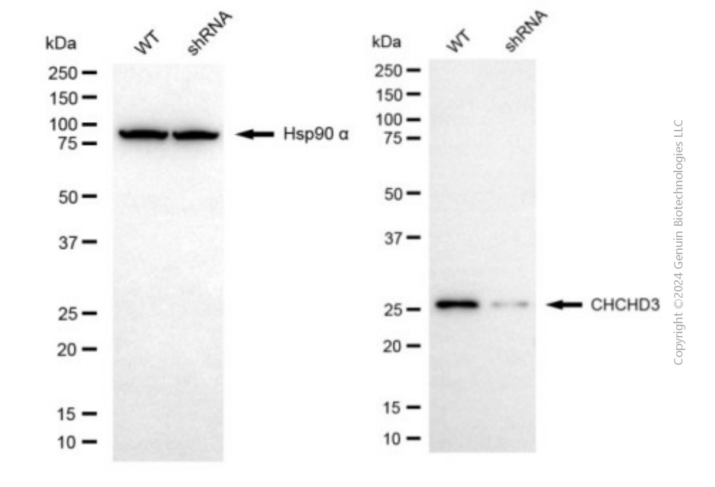 KD-Validated Anti-CHCHD3 Mouse Monoclonal Antibody ABG1946