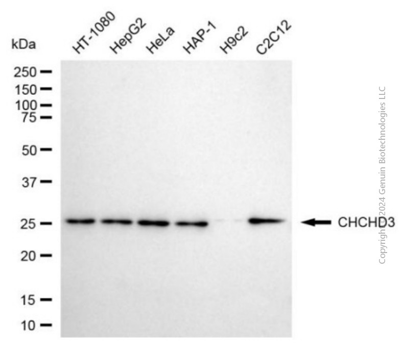 KD-Validated Anti-CHCHD3 Mouse Monoclonal Antibody ABG1947