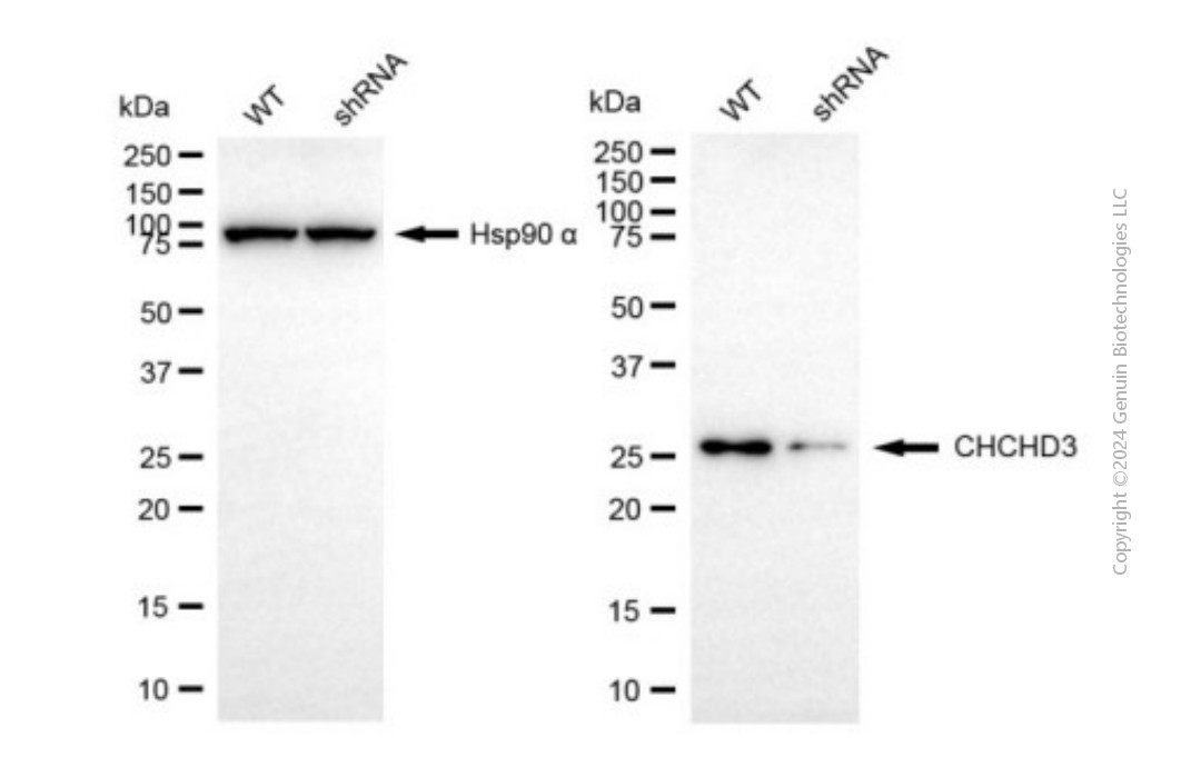 KD-Validated Anti-CHCHD3 Mouse Monoclonal Antibody ABG1947