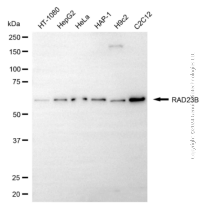 KD-Validated Anti-RAD23B Mouse Monoclonal Antibody ABG1948
