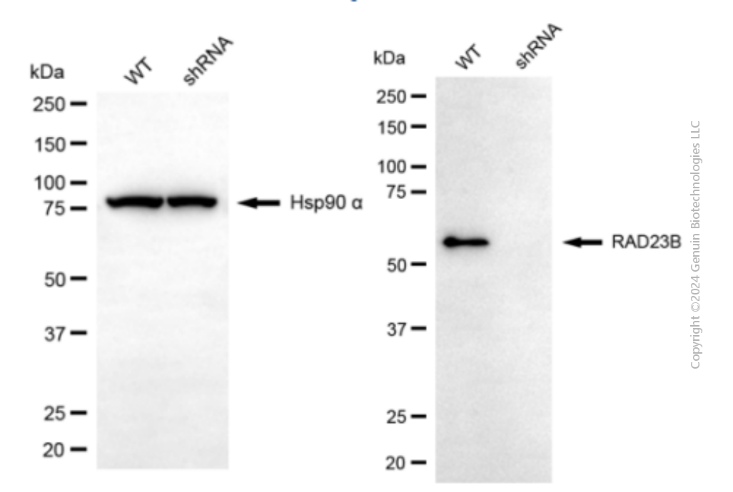 KD-Validated Anti-RAD23B Mouse Monoclonal Antibody ABG1948