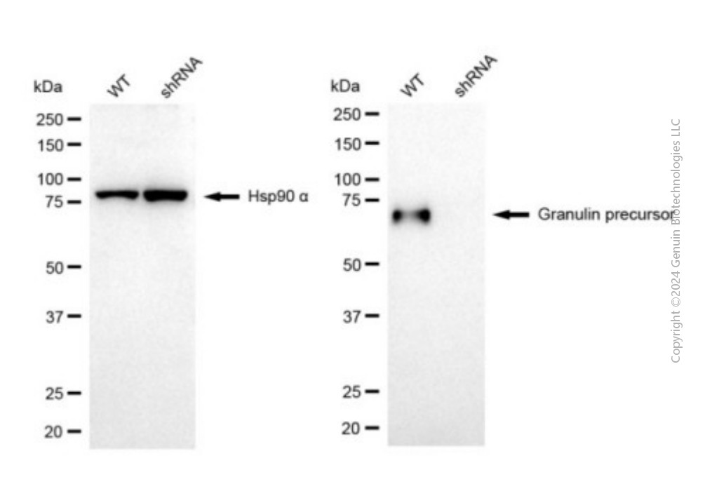 KD-Validated Anti-Granulin Precursor Mouse Monoclonal Antibody ABG1950