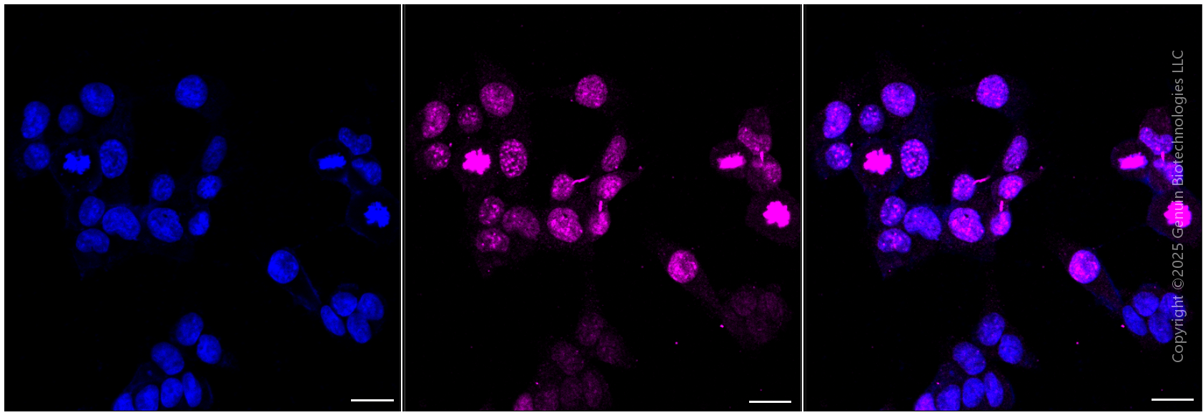 KD-Validated Anti-CDCA8 Mouse Monoclonal Antibody ABG1951