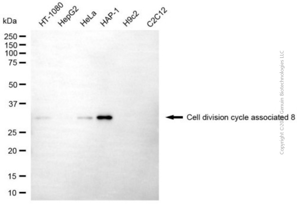 KD-Validated Anti-CDCA8 Mouse Monoclonal Antibody ABG1951